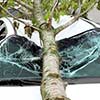 Если на автомобиль упало дерево: советы экспертов